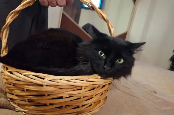 Пропала кошка, Клубная ул., 1, Заволжье