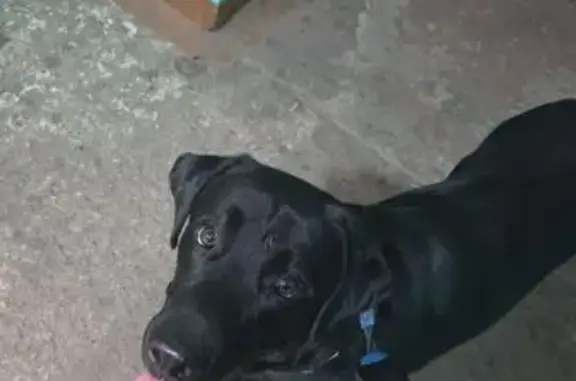 Пропала собака, Вокзальная ул., Комсомольск-на-Амуре