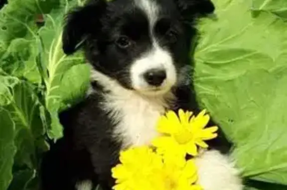 Пропала собака, ул. Первомайская, Уварово