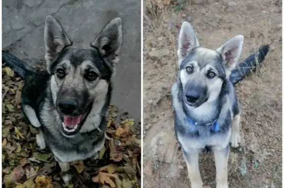 Пропала собака в Красном Сулине