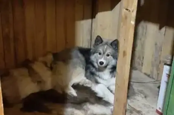 Пропала собака, Полярная ул., Харсаим