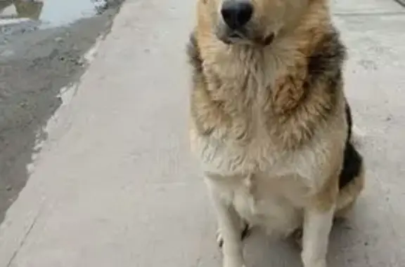 Пропала собака на ул. 1 Мая, д. 2, Красное Село