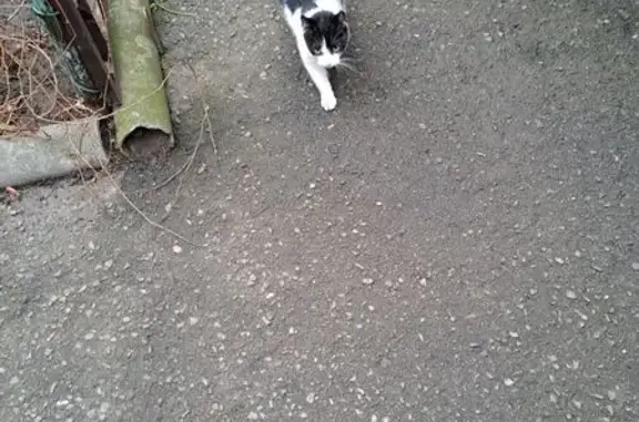 Найдена кошка, Ростов-на-Дону, фото: Кошка найдена: Саранская ул, 22, Ростов-на-Дону