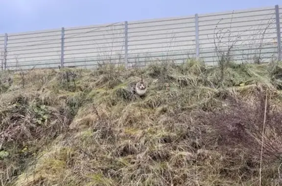 Найдена кошка, Московская область, фото: Кошка найдена у ЖК Рига Хиллс, МО