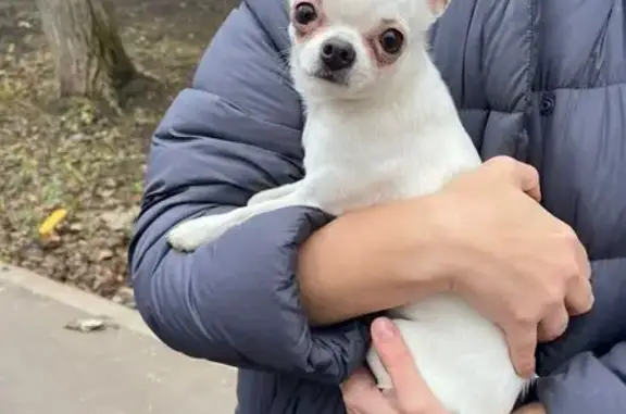 Найдена собака, Москва, фото: Найдена чихуахуа, Нахимовский пр., Москва