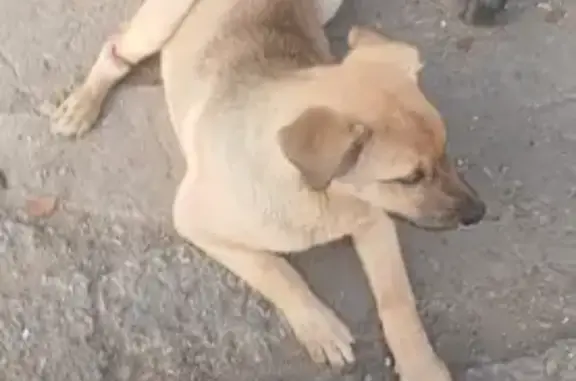 Собака найдена на Немировича-Данченко, 78