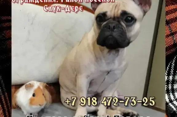 Пропала собака, Виноградная ул., Саук-Дере