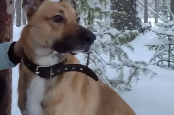 Собаки потеряшки, Новочебоксарск, фото: Потеряшка собака, ул. Ж.Крутовой, 22