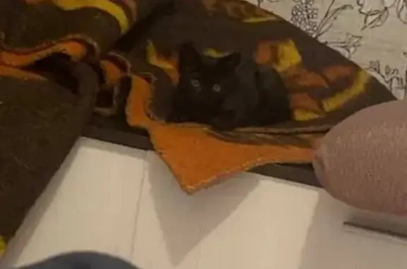 Пропала кошка, ул. Теплоэнергетиков, 8