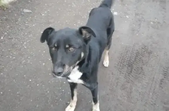 Найдена собака, Рязанская область, фото: Собака найдена: Листвянское, Рязанская обл.