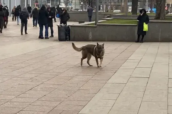 Найдена собака, Москва, фото: Собака найдена у метро Арбатская, Знаменка