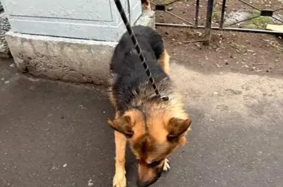 Найдена собака, Санкт-Петербург, фото: Собака найдена: Псковская ул., 25, СПб