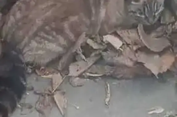 Кошки потеряшки, Челябинск, фото: Кошка найдена: Володарского, 50, Челябинск