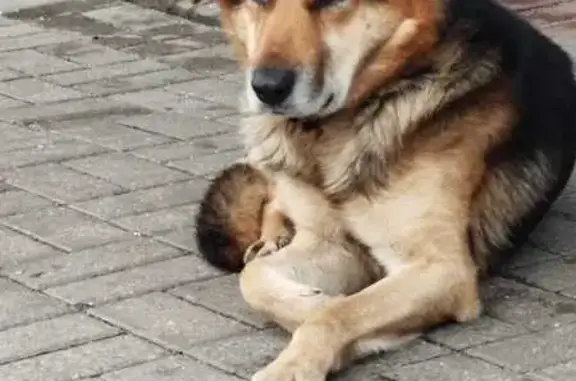 Найдена собака, Сафоново, фото: Сафоново: найдена собака у заправки