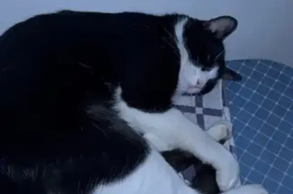 Кошки потеряшки, , фото: Потеряшка кошка, Михайловская ул., 1