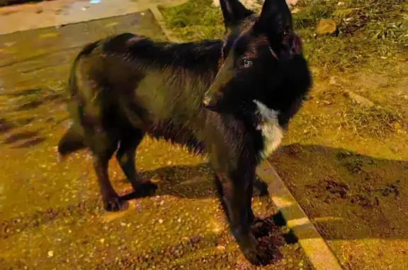 Собаки потеряшки, Калининград, фото: Потеряшка собака, Керченская ул., 10, Калининград