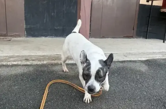 Найдена собака, Челябинск, фото: Собака найдена на Гостевой улице, Челябинск