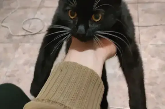 Найдена кошка, Балтийск, фото: Кошка найдена: Верхний пер., 6, Балтийск