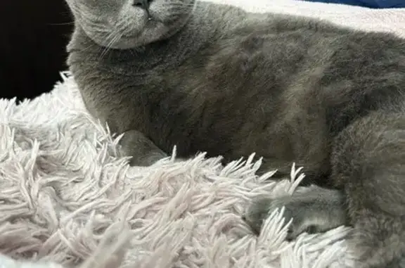 Пропала кошка, Рионская ул. 4А, Пермь