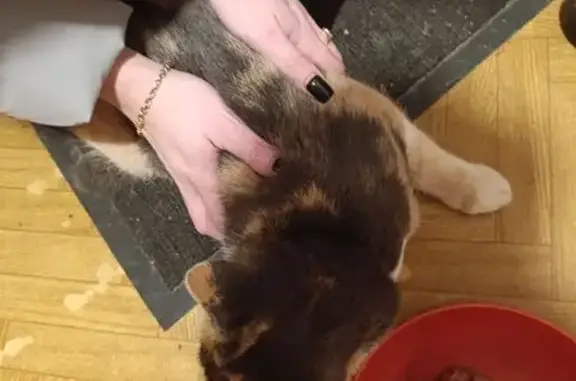 Объявления о пропавших и найденных животных, Новомосковск, фото: Кошка найдена: Московская ул, 2А, Новомосковск