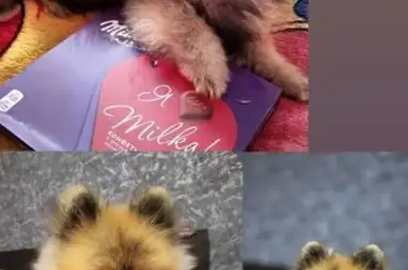 Пропала собака в д. Письяковка, Лео!