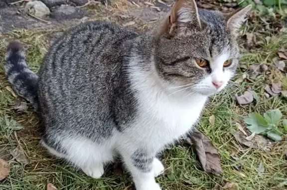 Кошка найдена на О.Тихомировой, 59-а
