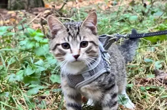 Потерянные животные Котельники, фото: Пропала кошка, 2-й Покровский пр., Котельники