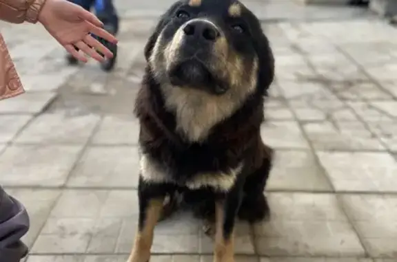 Найдена собака, , фото: Собака найдена: Псковская ул., 30Б, Тверь