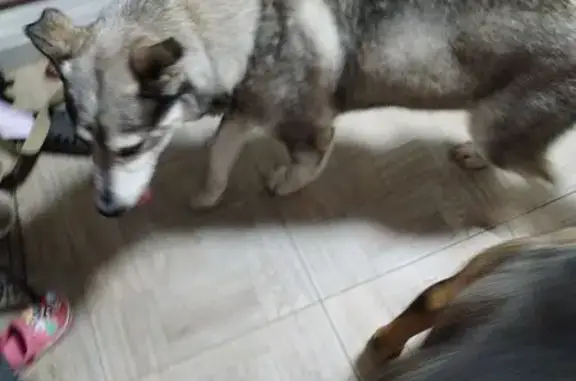 Найдена собака, Томск, фото: Собака ранена, помощь! 1-я Рабочая, 2А