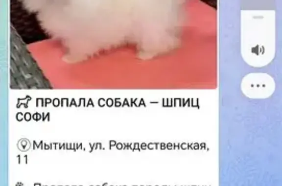 Пропала собака, Рождественская 11, Мытищи