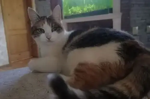 Пропала кошка, Шатурская ул., 13, РнД