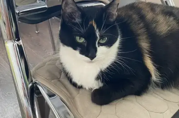 Пропала кошка, Шуваловский 59, к.1