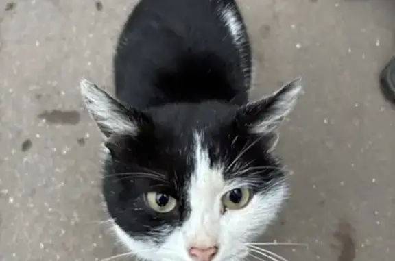 Найдена кошка, Москва, фото: Кошка найдена у Дегунинская 13к1/13к2