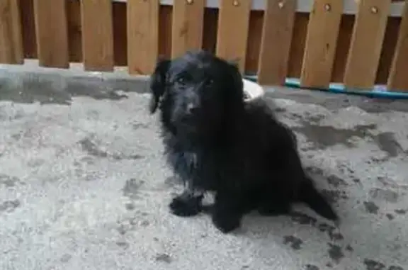 Собаки потеряшки, Ростов-на-Дону, фото: Потеряшка собака, ул. Степана Разина, 52