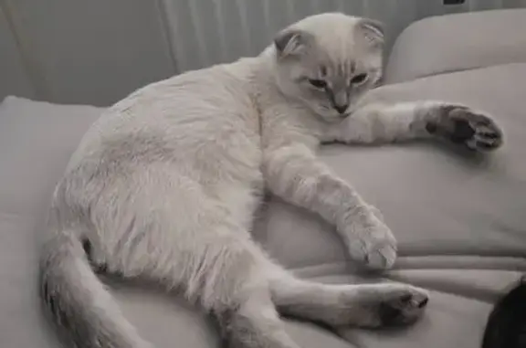 Пропала кошка, пр. Художников, СПб