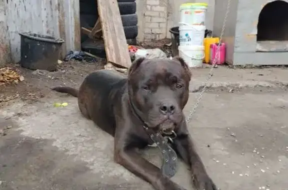 Пропала собака Тайсон, ул. Чкалова, НН