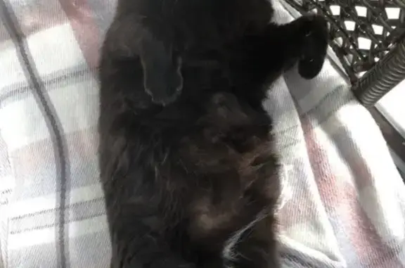 Пропала черная кошка, Пионерский пр. 14