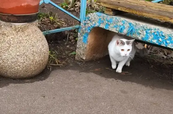 Найдена кошка, Саратовская область, фото: Кошка найдена в Балаково, Саратовская обл.