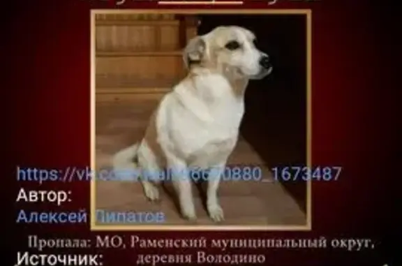 Пропала собака, Володино, Центр. ул., 24