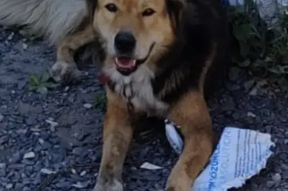 Собаки потеряшки, Ростовская область, фото: Потеряшка собака в Чалтыре, Ростовская область