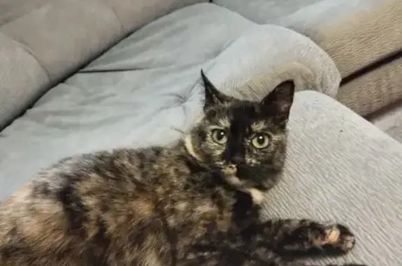 Потерянные животные Москва, фото: Пропала кошка, Сыромятнический пр., 8 к2