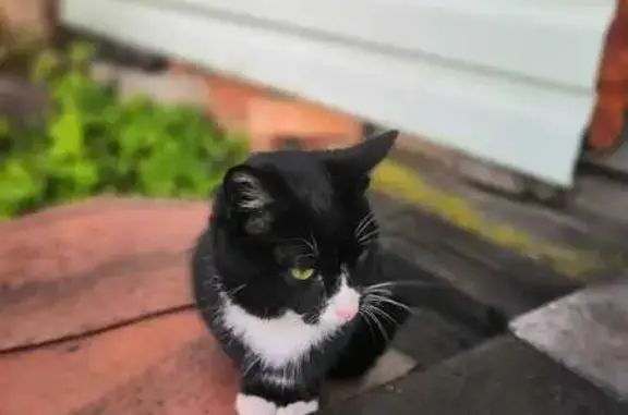 Кошки потеряшки, Ленинградская область, фото: Потеряшка кошка в Бернгардовке, Всеволожск