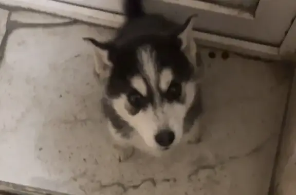 Пропала собака на ул. Гилёва, Шадринск