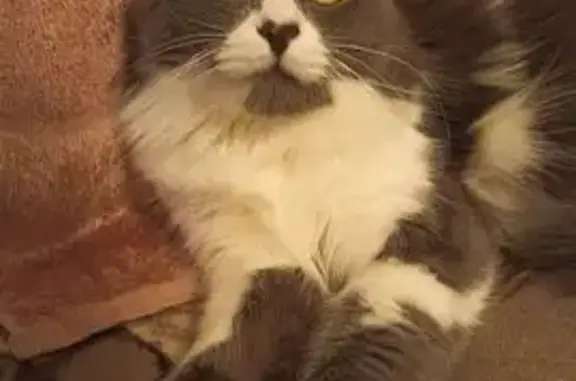 Пропала кошка, ул. Генерала Лизюкова