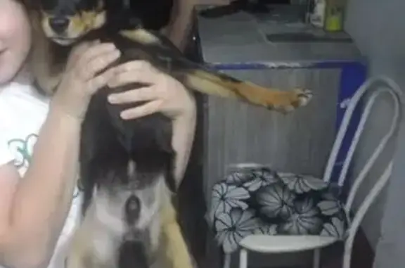 Найдена собака, Обь, фото: Собака найдена: Вокзальная ул, 68, Обь