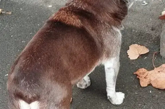 Найдена собака, Краснодар, фото: Собака найдена: Фадеева, Краснодар