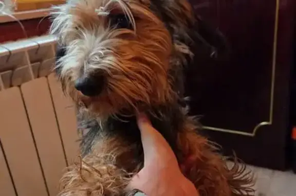 Найдена собака, Вологда, фото: Собака найдена у супермаркета на Октябрьской, 67