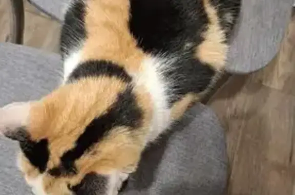 Кошка найдена: Московское шоссе, 137