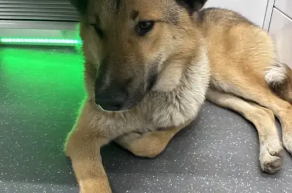 Найдена собака, Москва, фото: Собака найдена в трамвае, Орджоникидзе 11с1