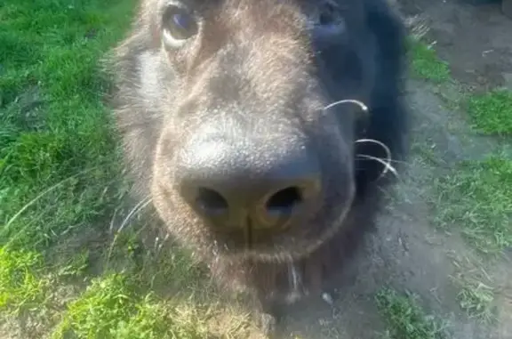 Пропала собака, Большое Поле, Ленобласть